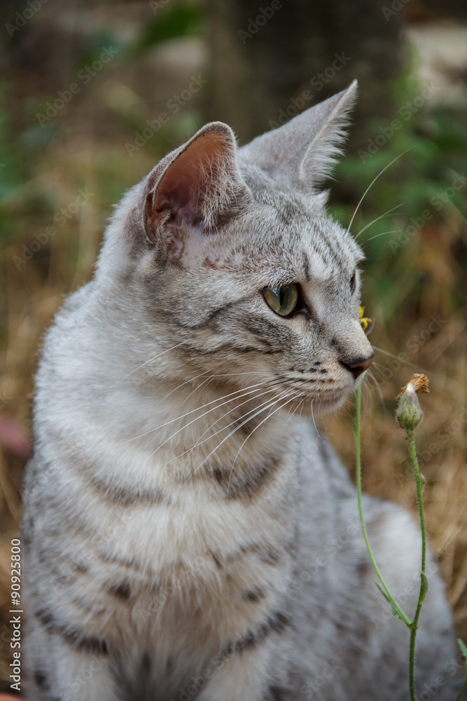 Grey cat sitting in the grass among the apples Grey cat sitting in the grass among the apples