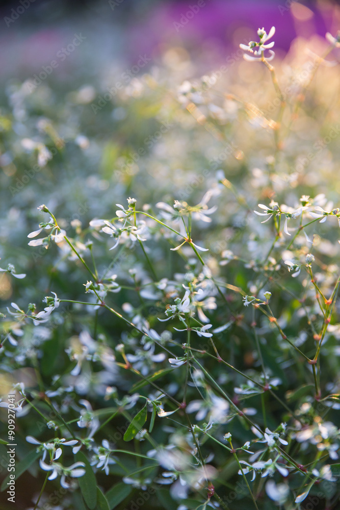 White Flowers in the meadow. Soft selective focus White Flowers in the meadow. Soft selective focus