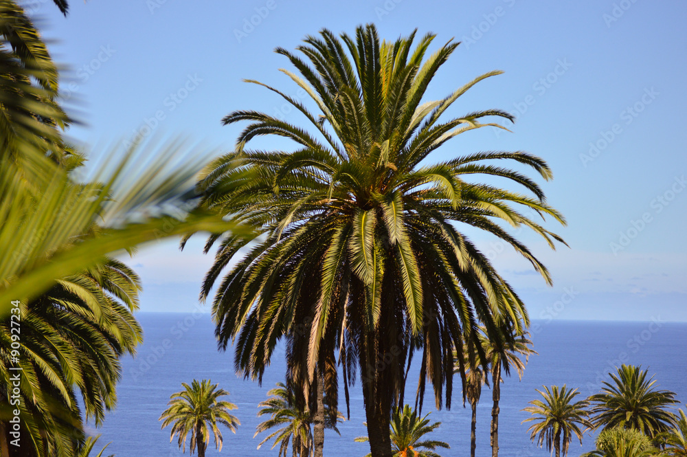 Palm tree on the island of Tenerife
