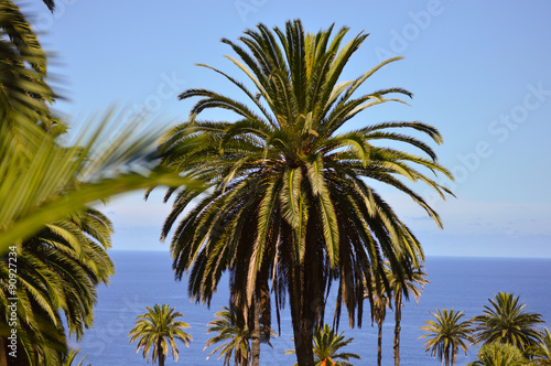 Palm tree on the island of Tenerife