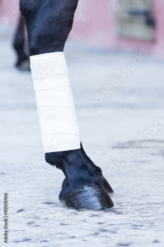 Fototapeta Naklejka Na Ścianę i Meble -  bandage on a horse leg