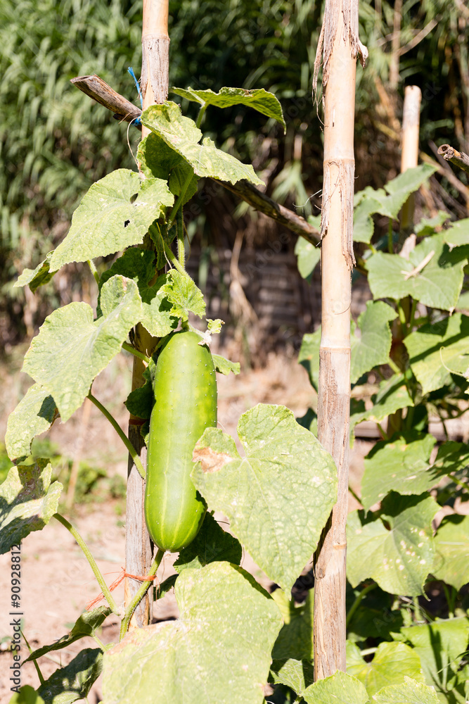 Obraz premium Cucumber