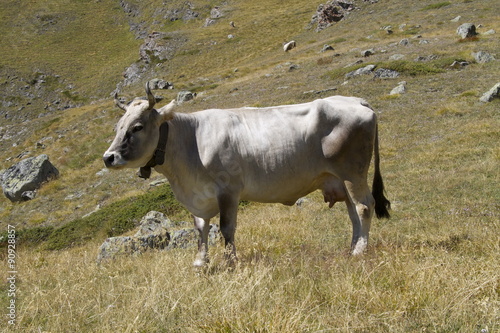 Wallpaper Mural Vacca in alpeggio Torontodigital.ca