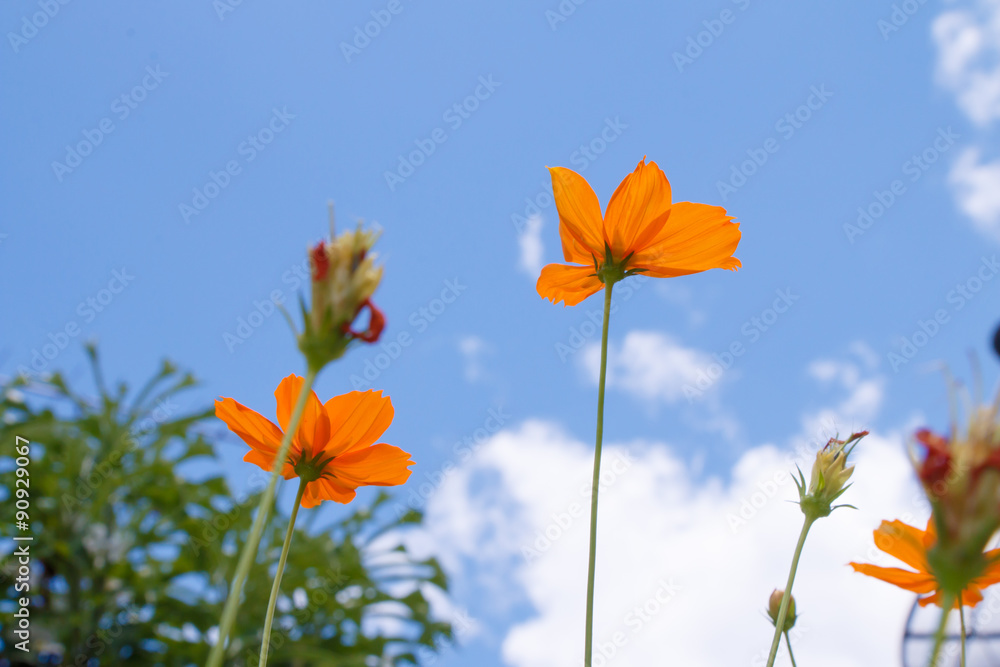 Yellow grass flowers on blue sky