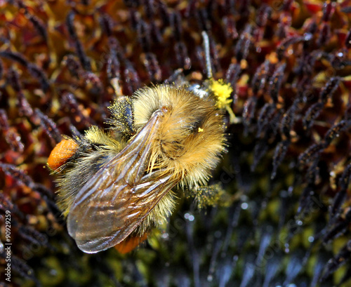 Bumblebee © Kunz Husum