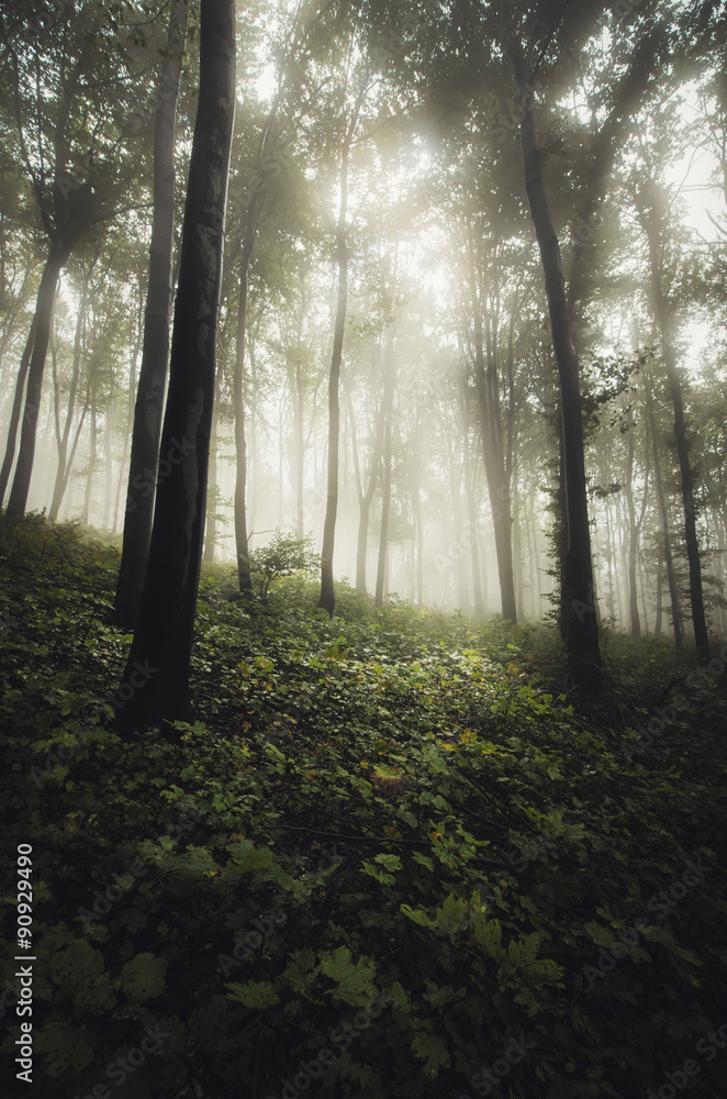 Fototapeta premium sun light beam in misty forest