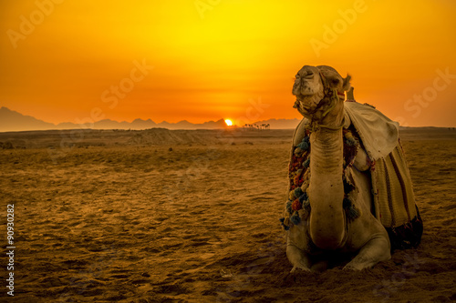 Camel in front of sunset in Hurghada/Makadi Bay, Egypt