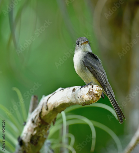 Cuban Pewee (Contopus caribaeus) perched on a branch photo