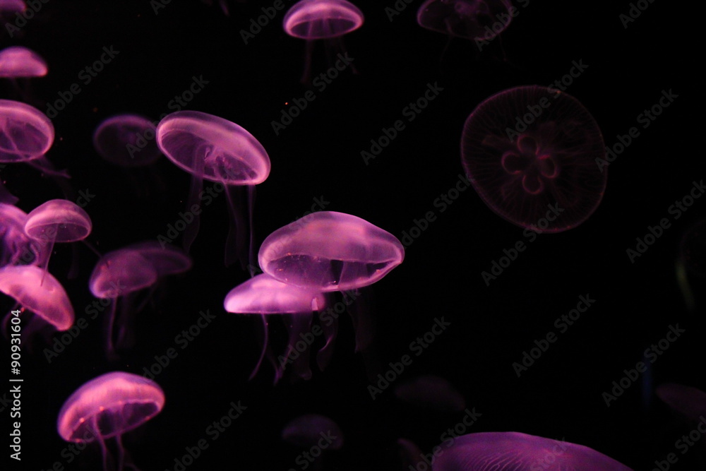Moon Jellyfish in the dark Moon Jellyfish in the dark