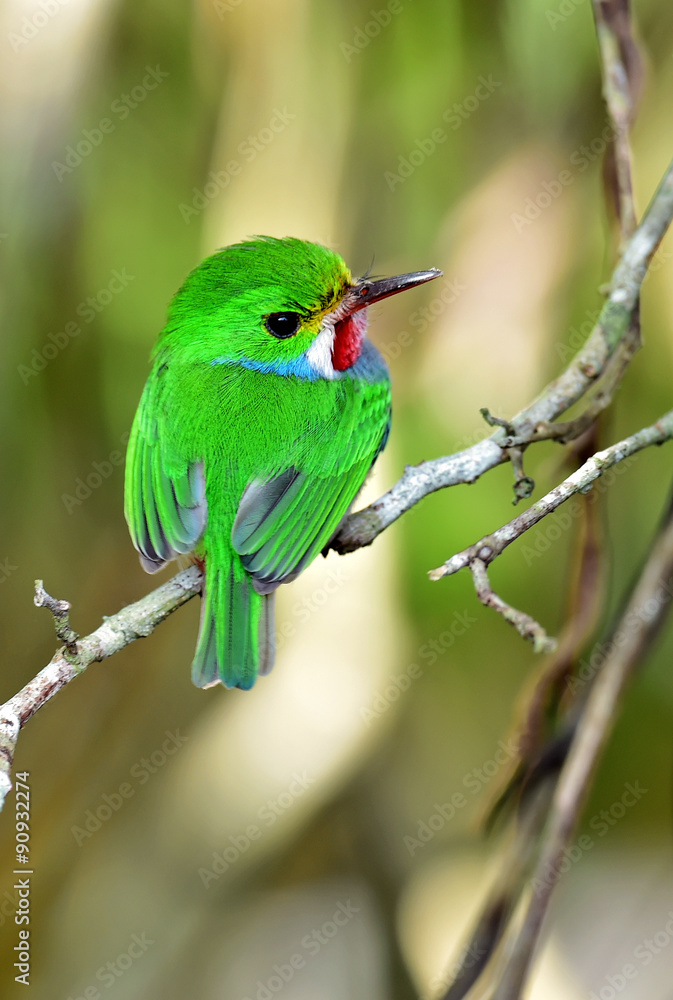 Cuban Tody (Todus multicolor) Cuban Tody (Todus multicolor)