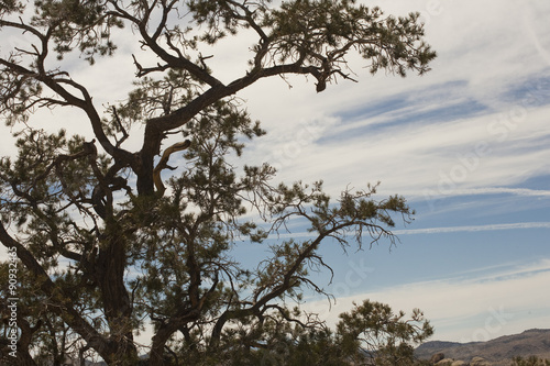 A tree in the desert at Joshua Tree National Park, California. 