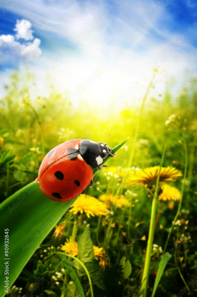 Fototapeta premium Ladybug on spring green field
