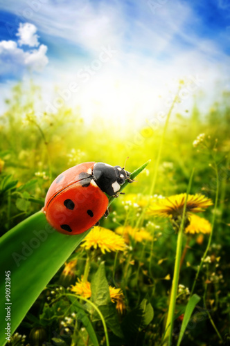 Ladybug on spring green field