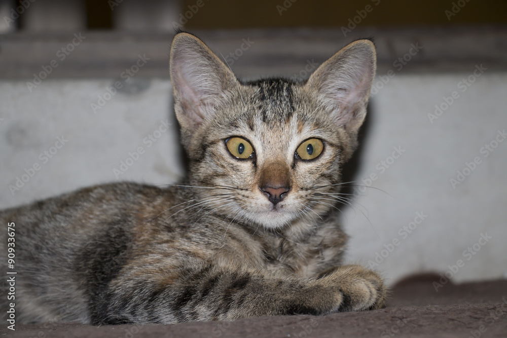 Fototapeta premium Cat with tiger pattern