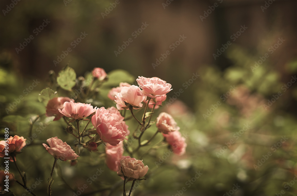 roses in evening light roses in evening light
