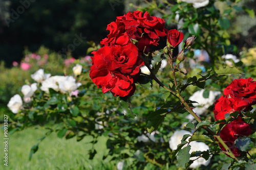 Flowering red roses in the garden