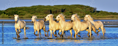 Herd of White Camargue horses running through water © Uryadnikov Sergey