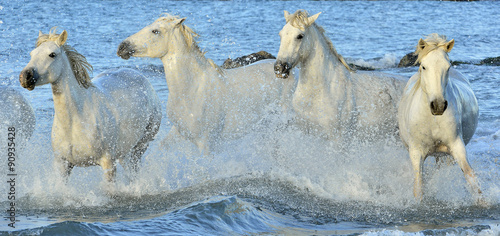 Herd of White Camargue horses running through water  