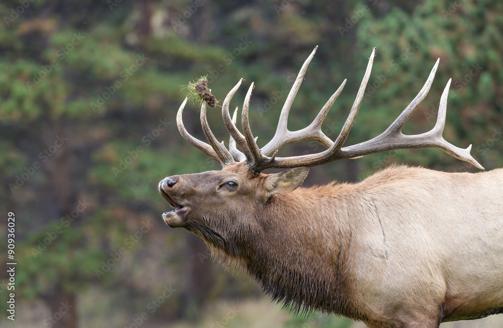 Naklejka premium Big Bull elk Bugling in the Rut