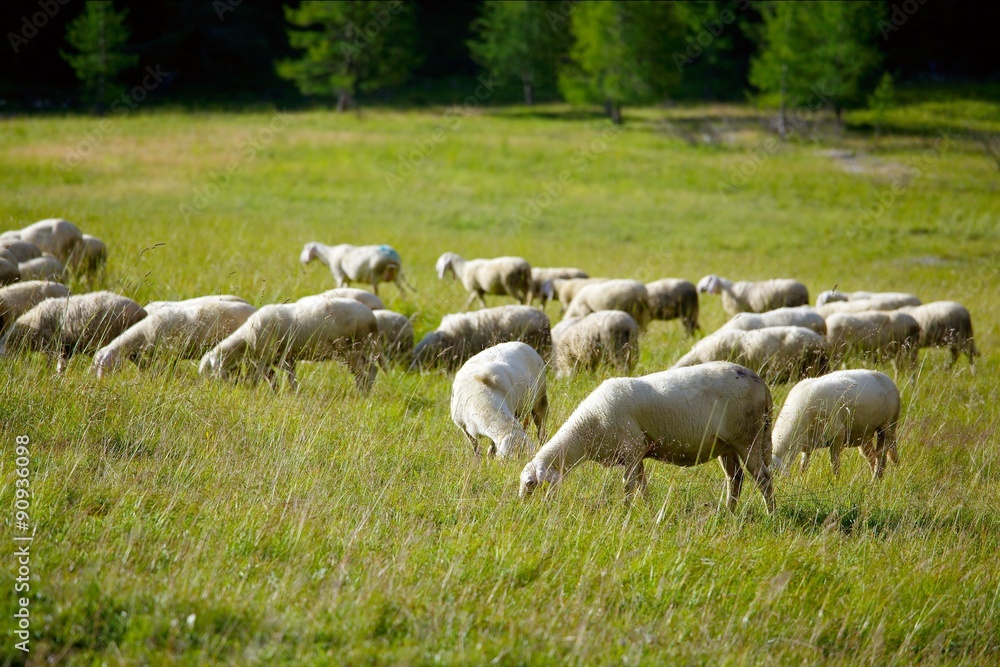 Fototapeta premium Sheep herd