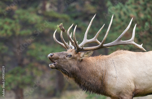 Big Bull elk Bugling in the Rut