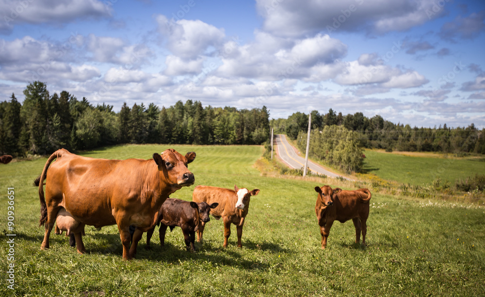 Limousin cattle