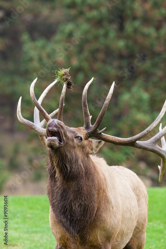 Big Bull elk Bugling in the Rut