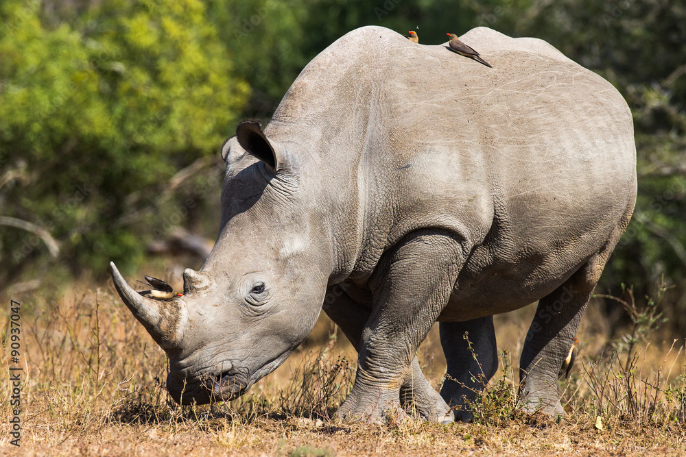 Fototapeta premium White Rhinoceros