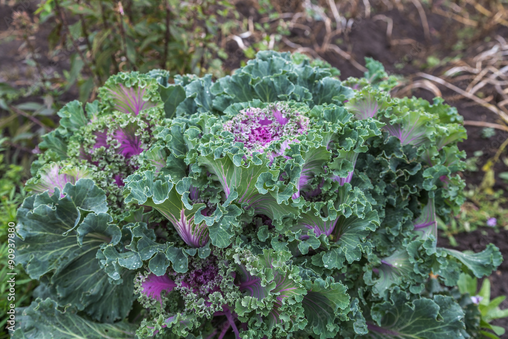 Decorative cabbage Decorative cabbage