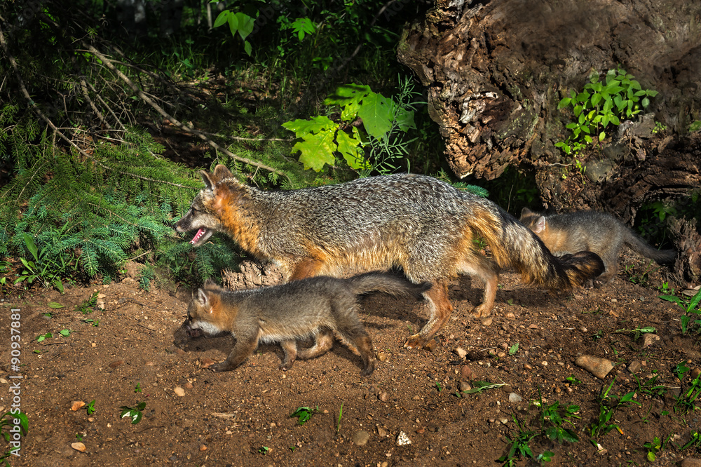Grey Fox Vixen and Kits (Urocyon cinereoargenteus) Walk Left Grey Fox Vixen and Kits (Urocyon cinereoargenteus) Walk Left