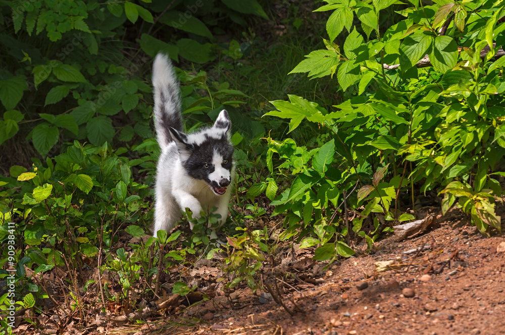 Young Marble Fox (Vulpes vulpes) Rounds Bush