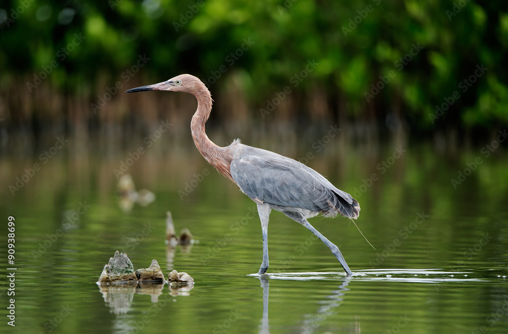 Naklejka premium Little Blue Heron
