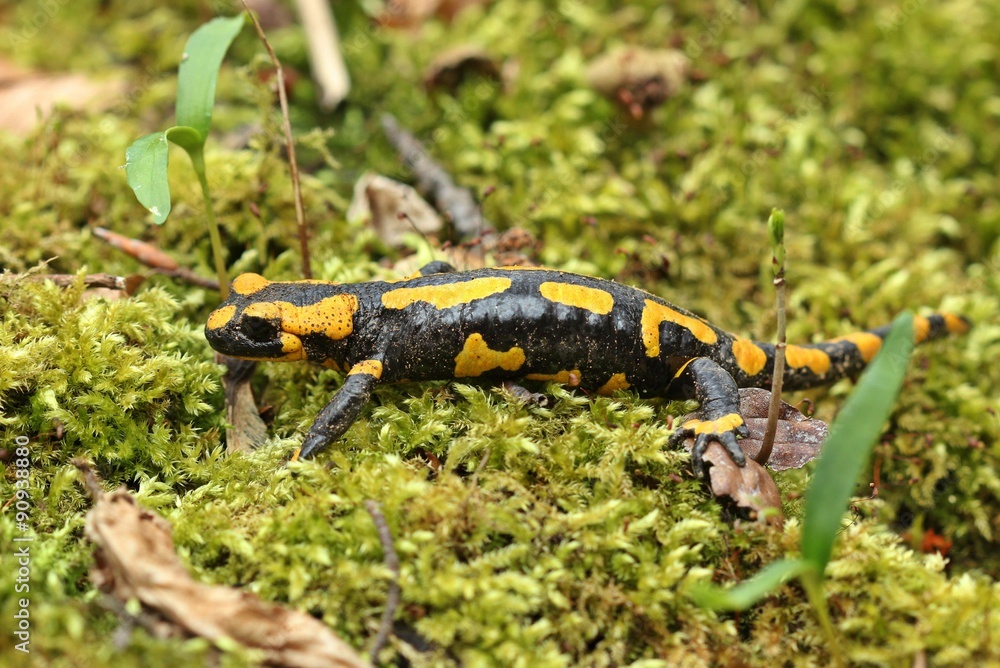 Obraz premium Feuersalamander im Nationalpark Kellerwald