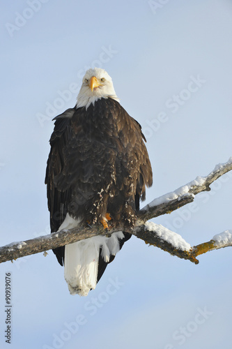 A bald eagle (Haliaeetus leucocephalus)