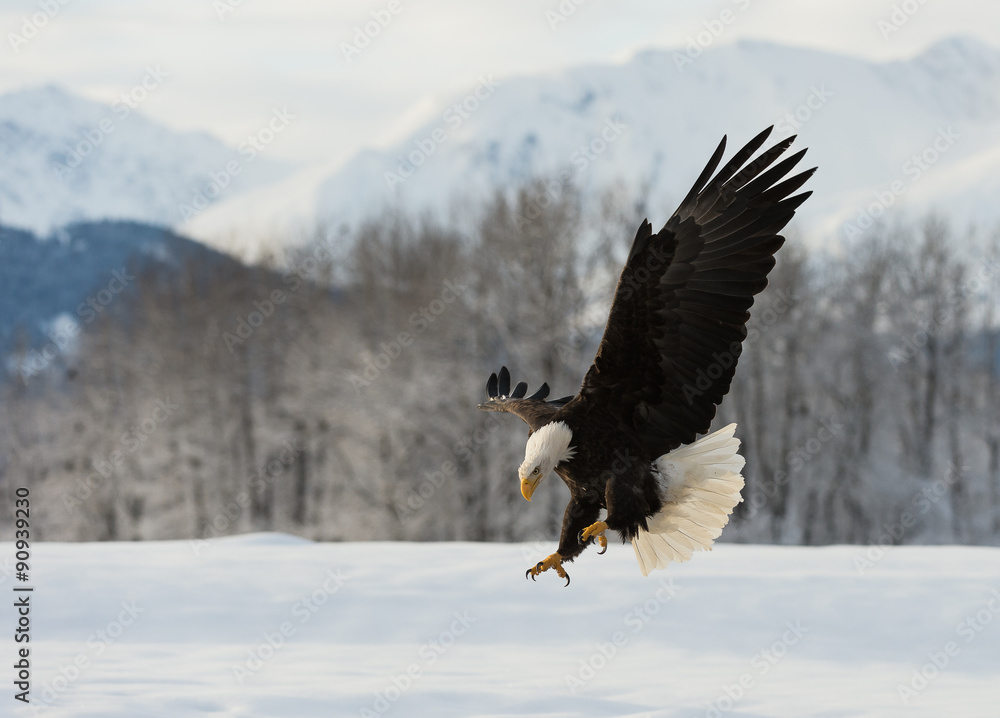 Fototapeta premium The Bald eagle landed
