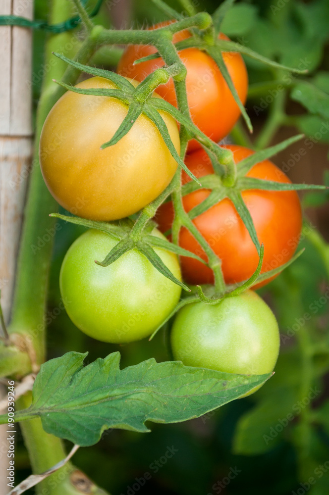  tomates bio  dans un jardin potager