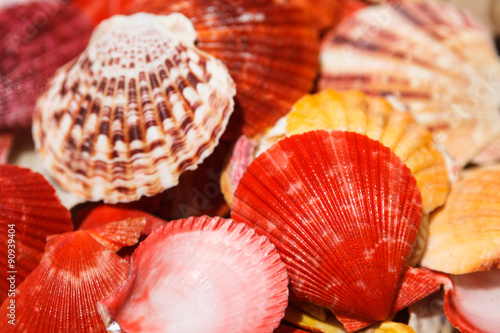 Sea shells close up in Santa Maria beach in Cape Verde