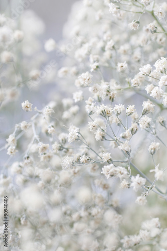 Background with tiny white flowers (gypsophila paniculata), blur