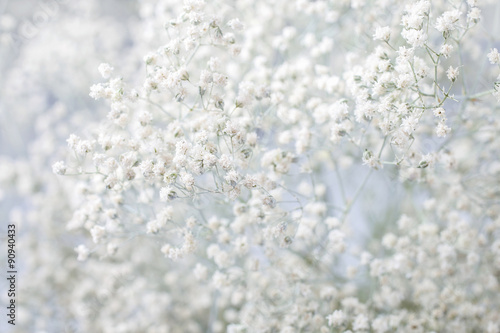 Fototapeta Naklejka Na Ścianę i Meble -  Background with tiny white flowers (gypsophila paniculata), blur