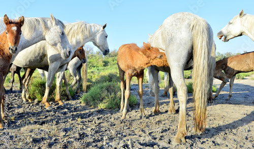 White horses of Camarque