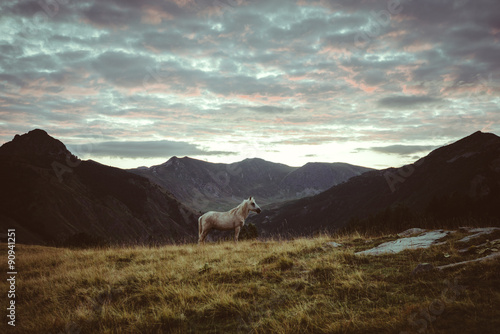 Horse in the mountains morning landscape