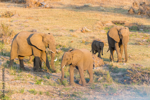 Elephant family