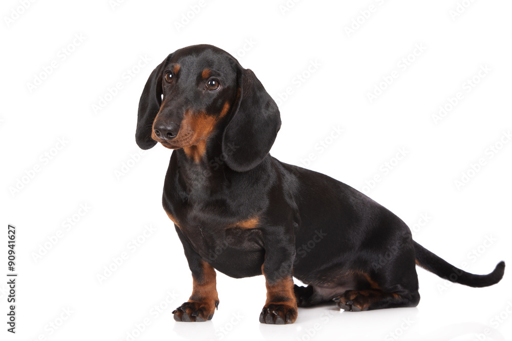 black dachshund puppy sitting on white