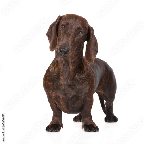 brindle dachshund dog standing on white © otsphoto
