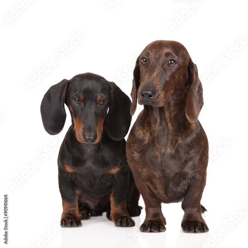 two adorable dachshund dogs on white