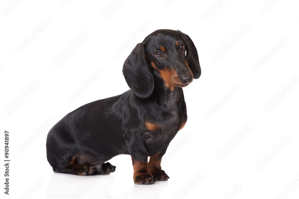 adorable black dachshund puppy