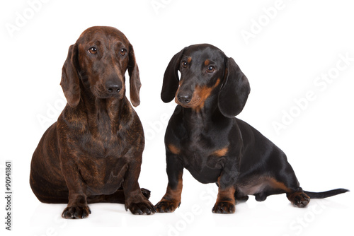two dachshund dogs together on white © otsphoto
