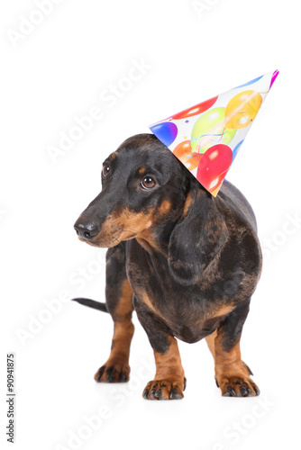 Foto dachshund dog in a birthday hat