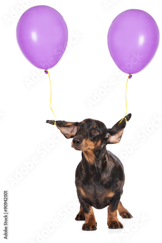dachshund dog with ears tied to balloons