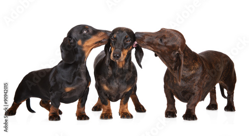 adorable dachshund dogs kissing on white